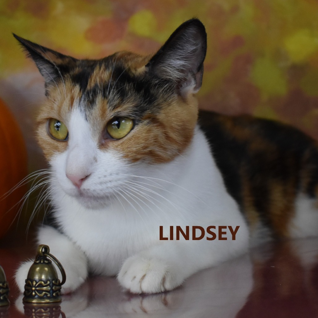 Lindsey 