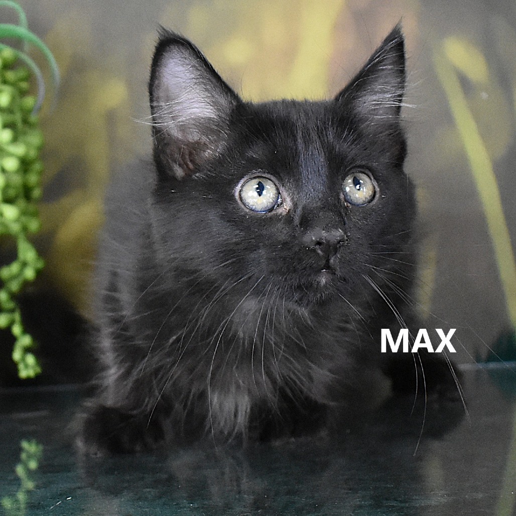 Max