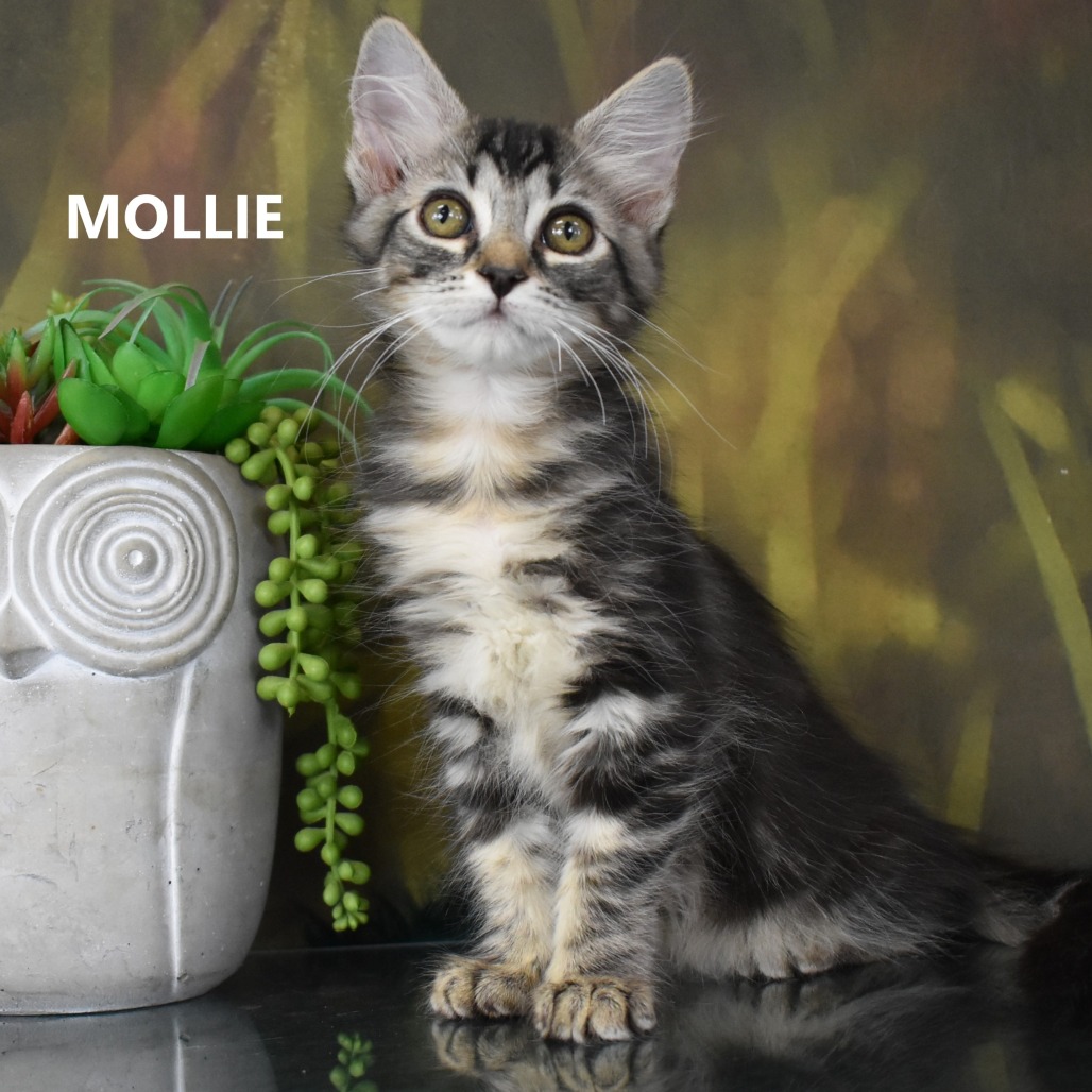 Mollie