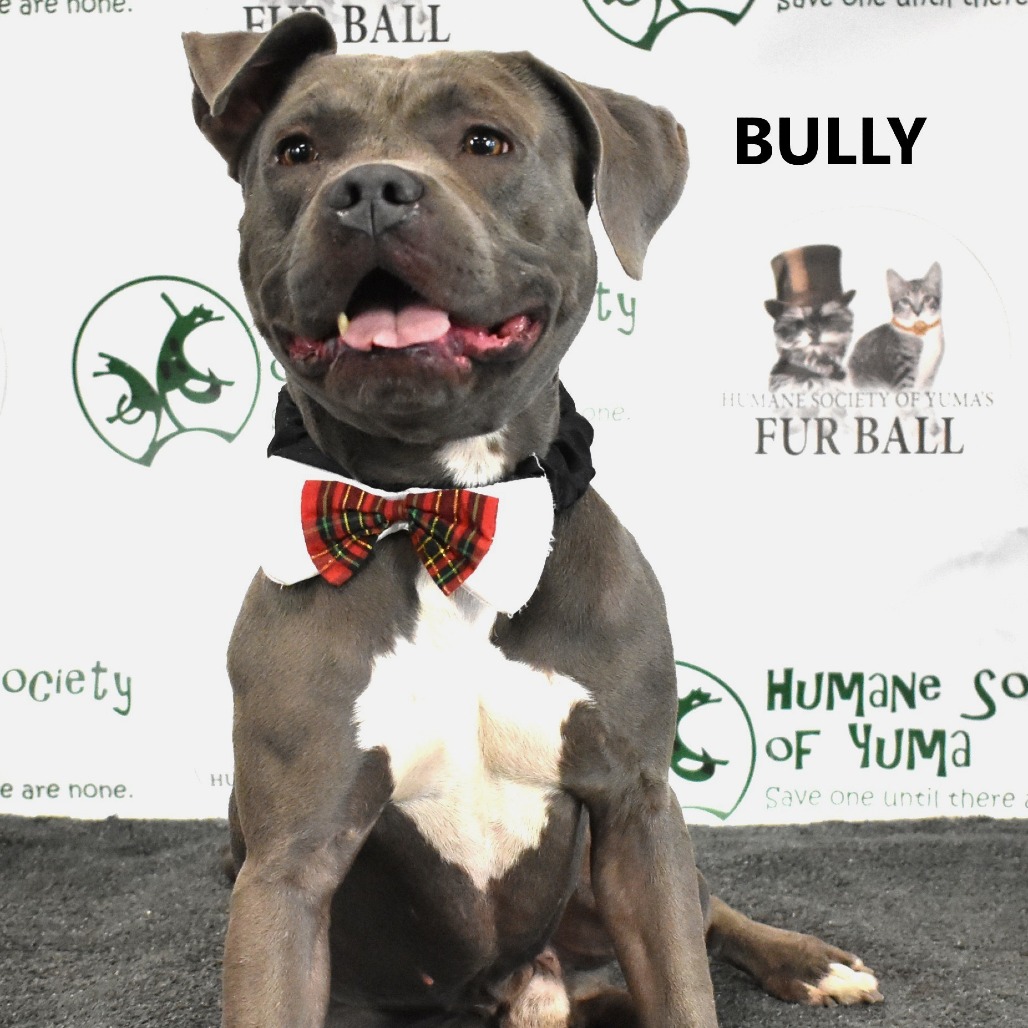 Bully
