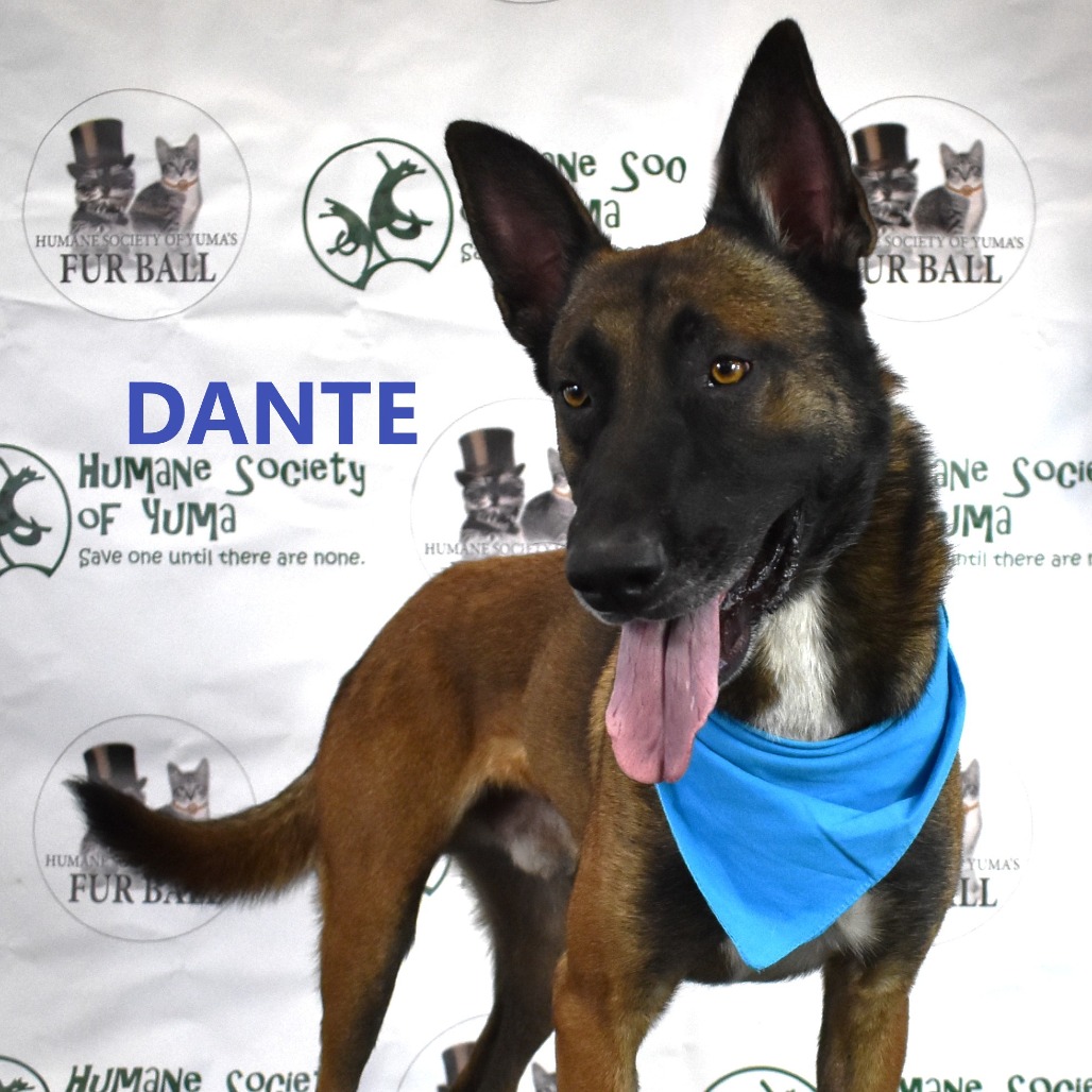 Dante