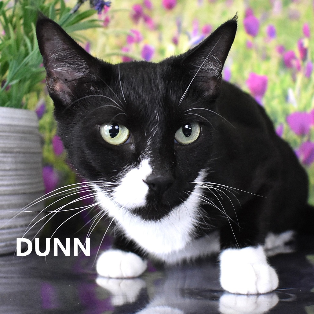 Dunn