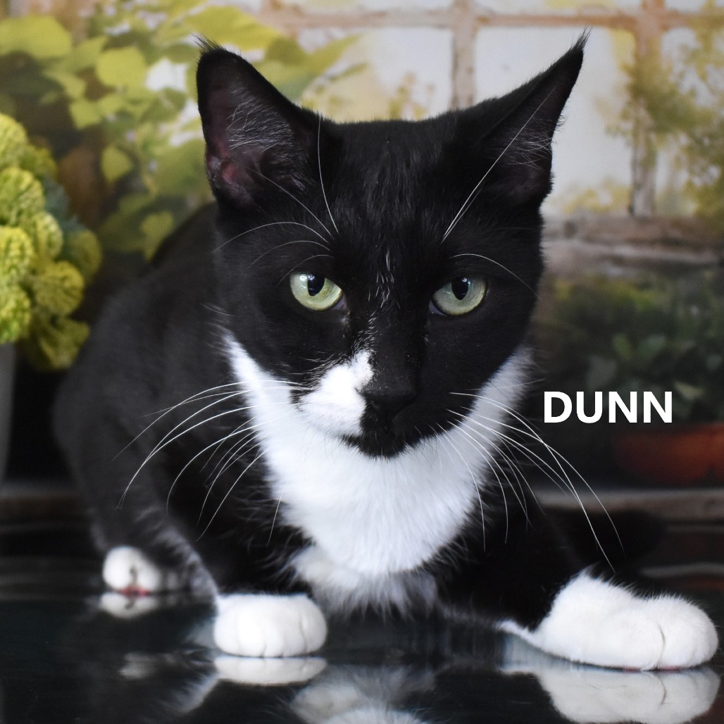 Dunn