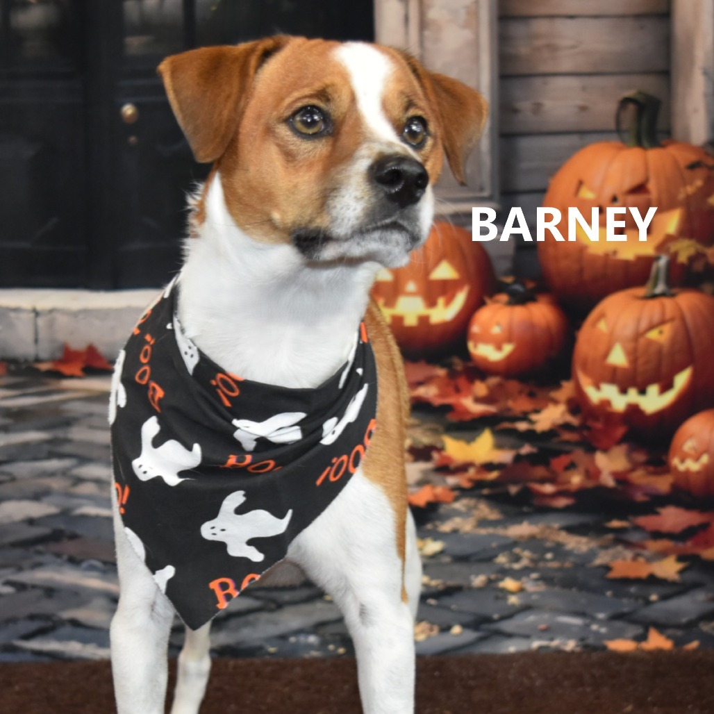 Barney 