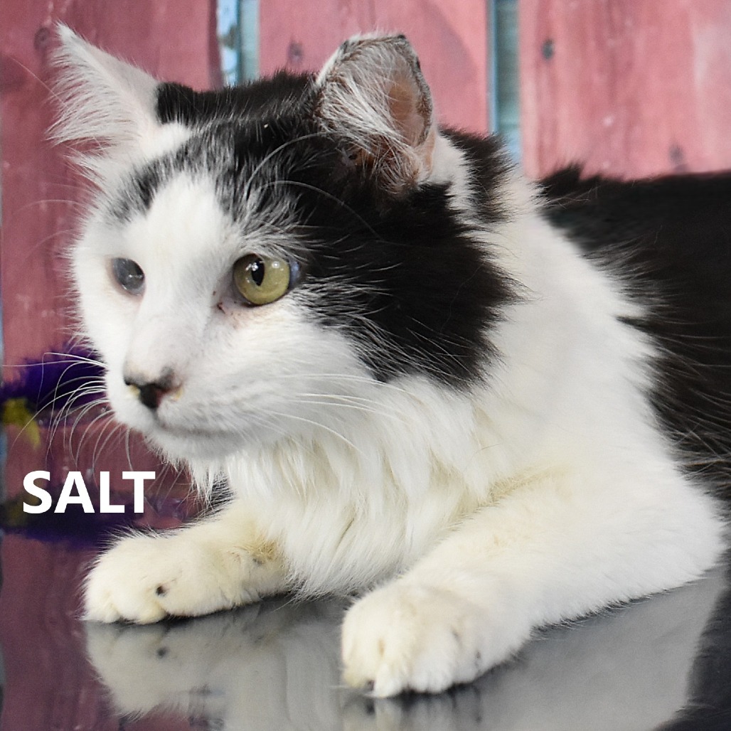Salt 