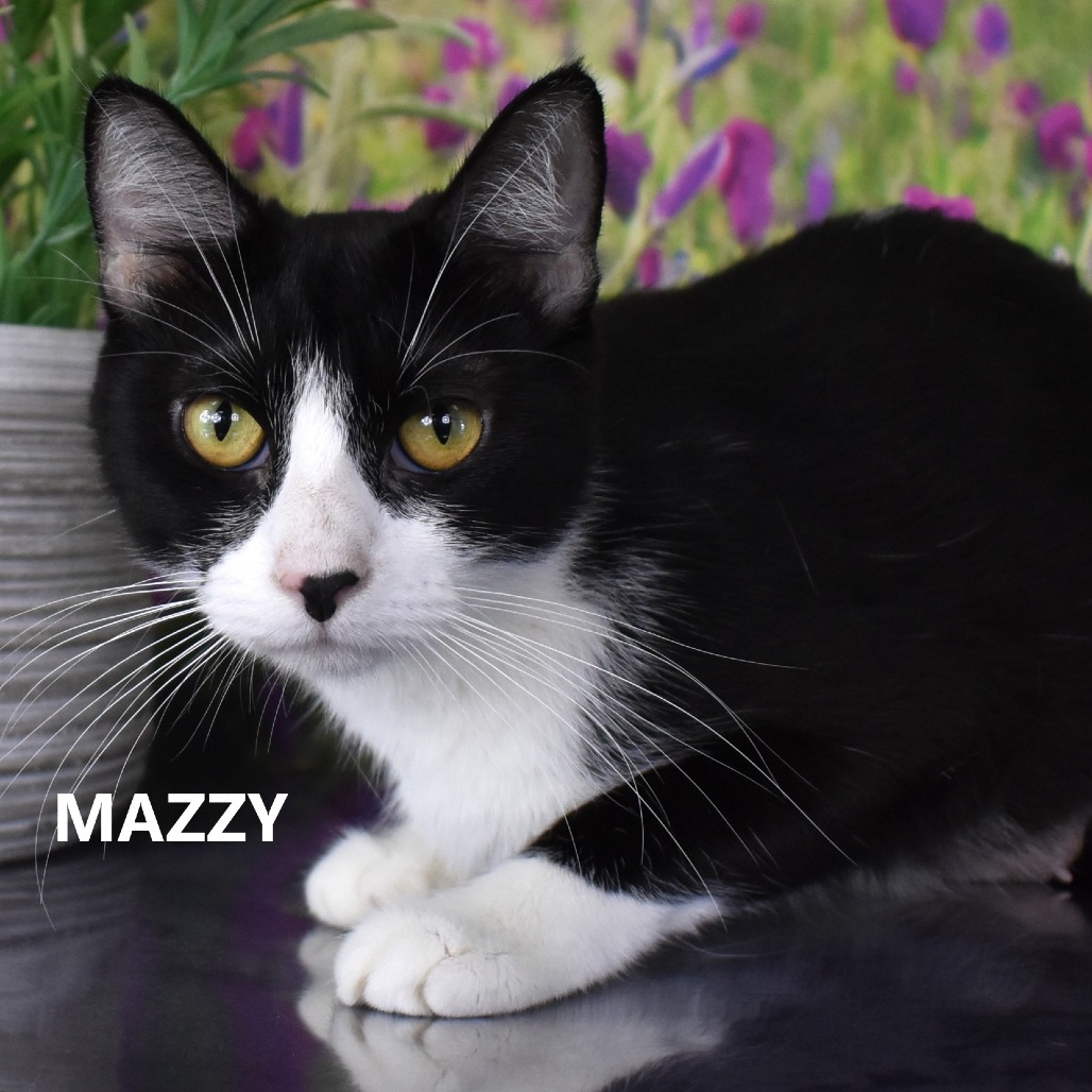 Mazzy