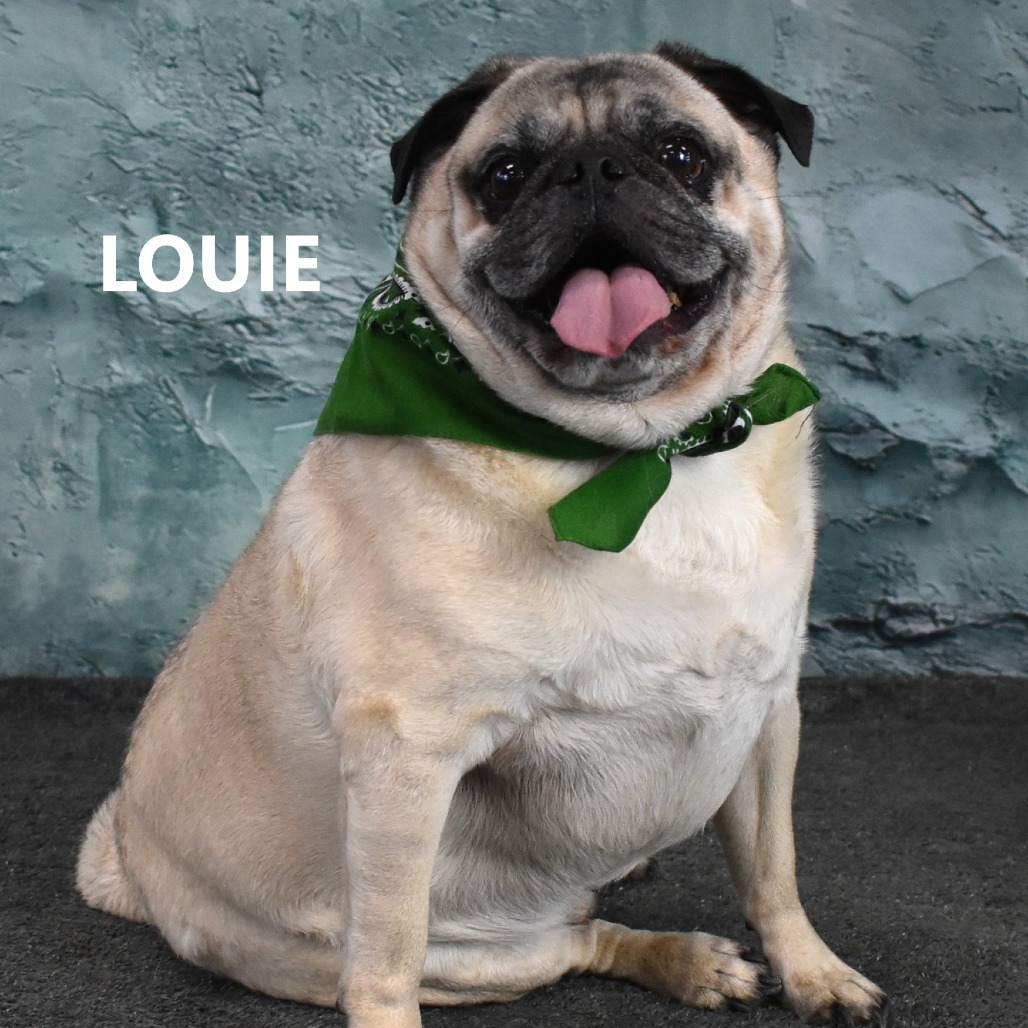 Louie 