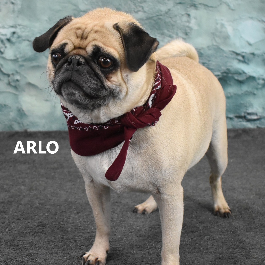 Arlo