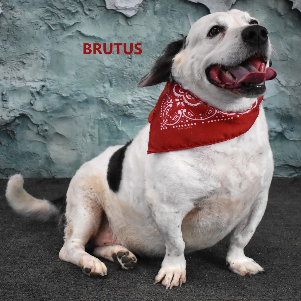 Brutus 