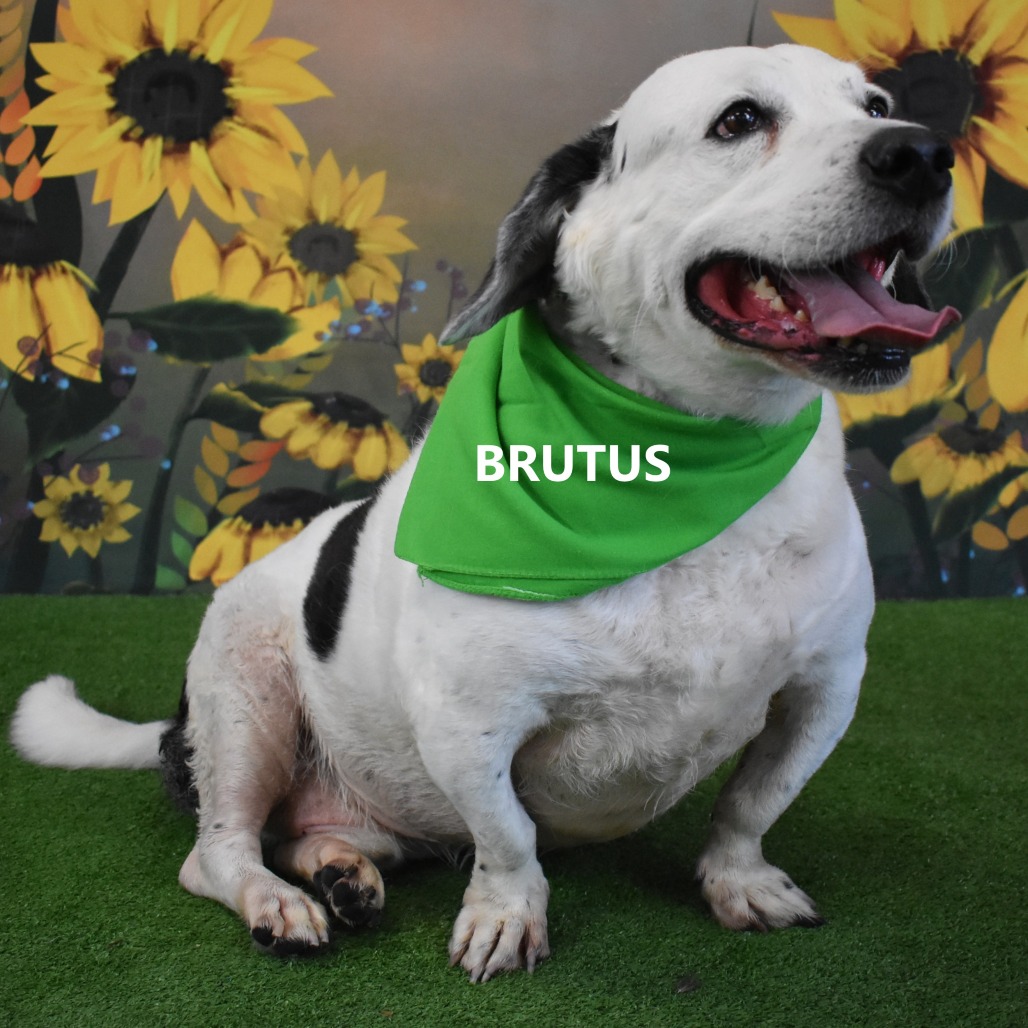 Brutus 