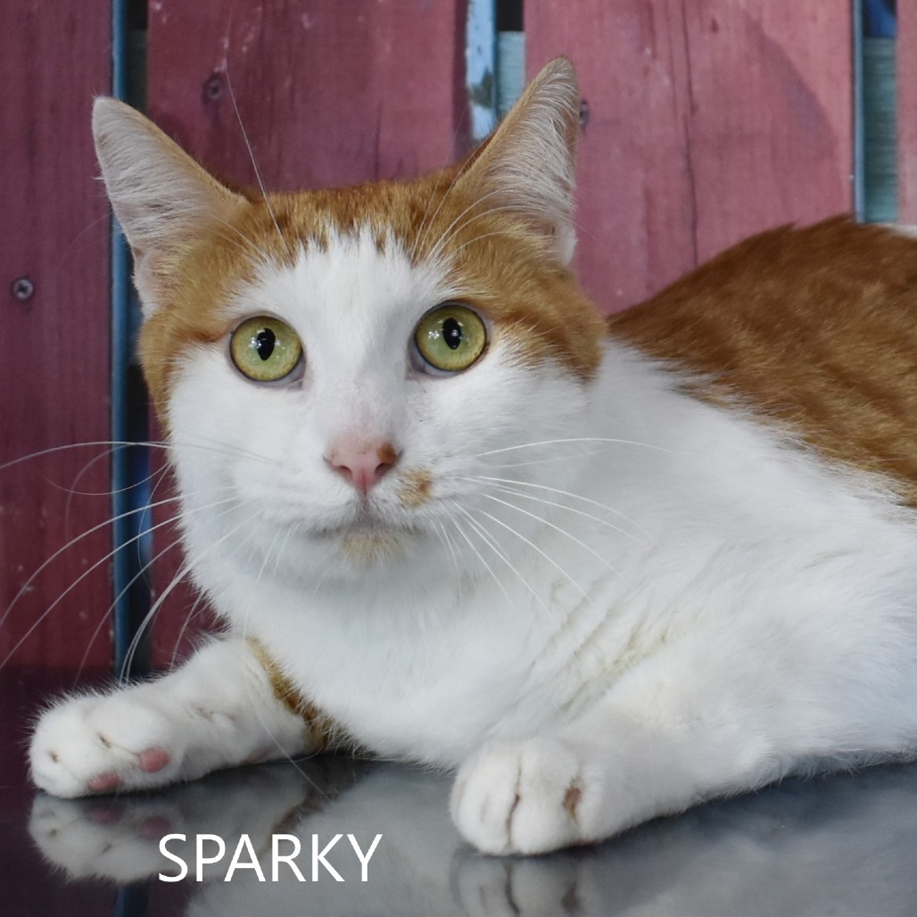 Sparky
