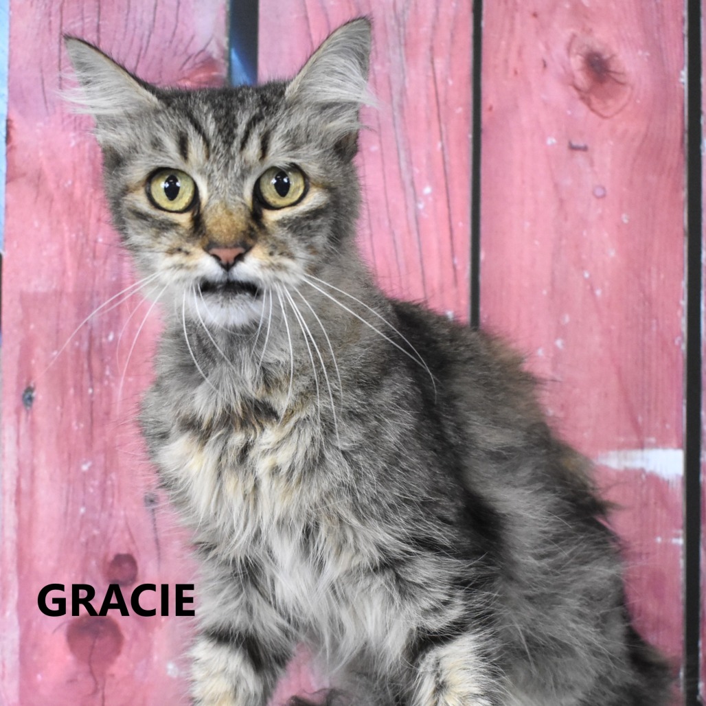 Gracie