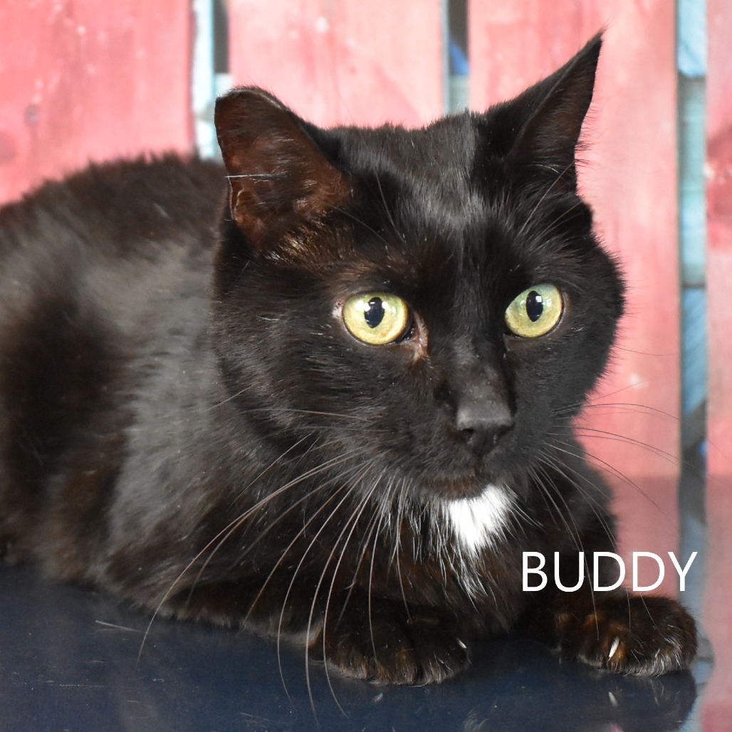 Buddy