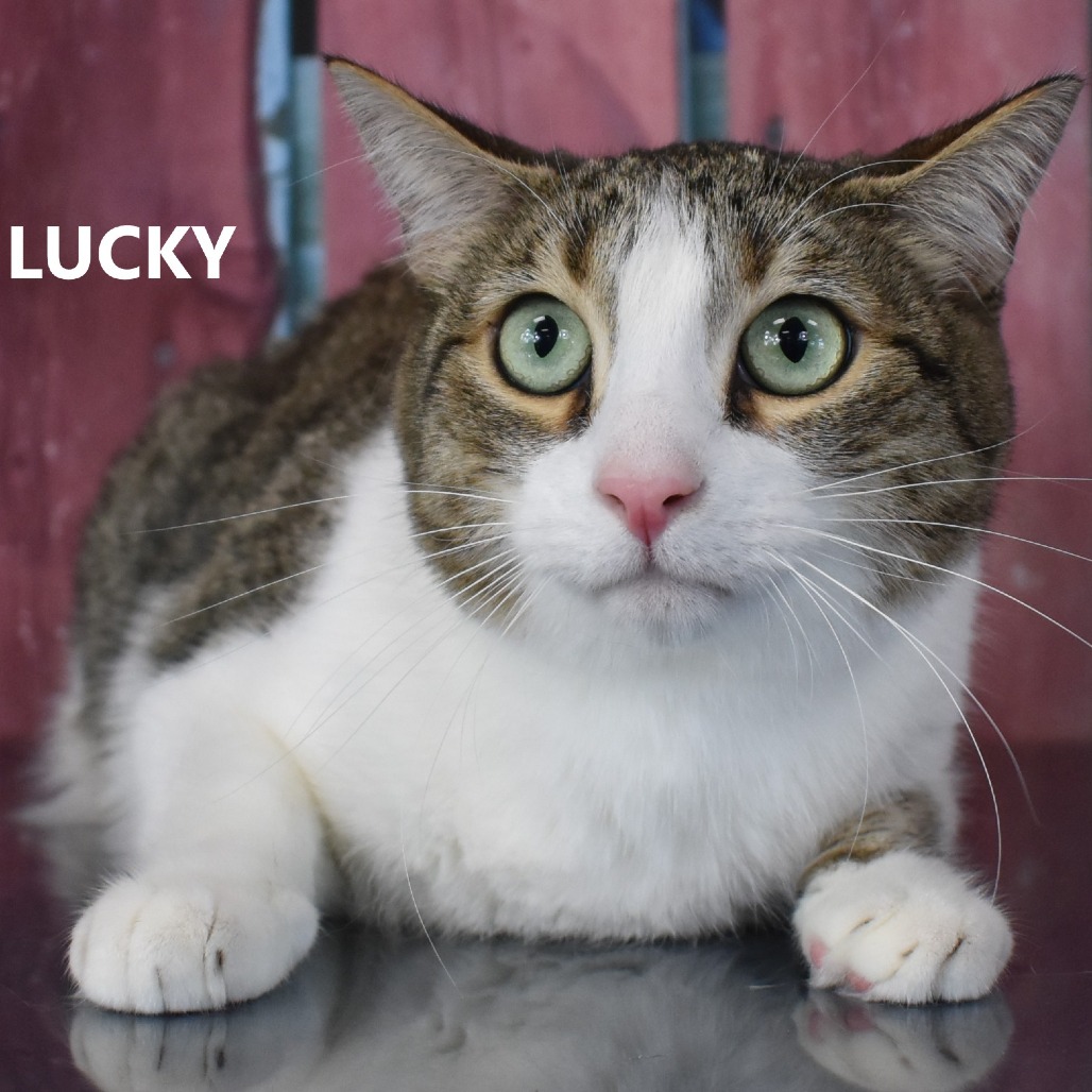 Lucky
