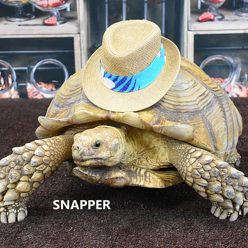 Snapper