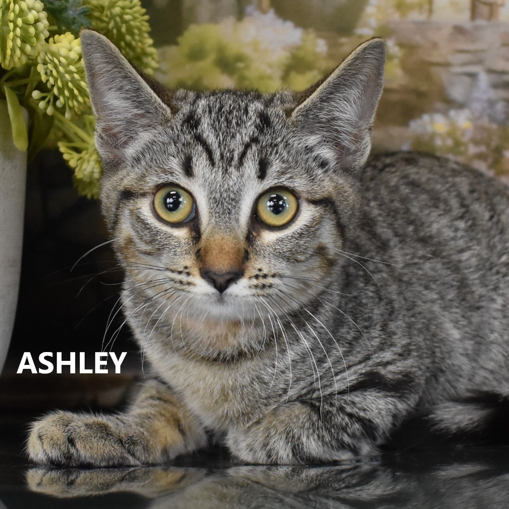 Ashley