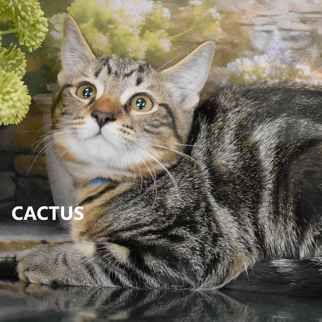 Cactus
