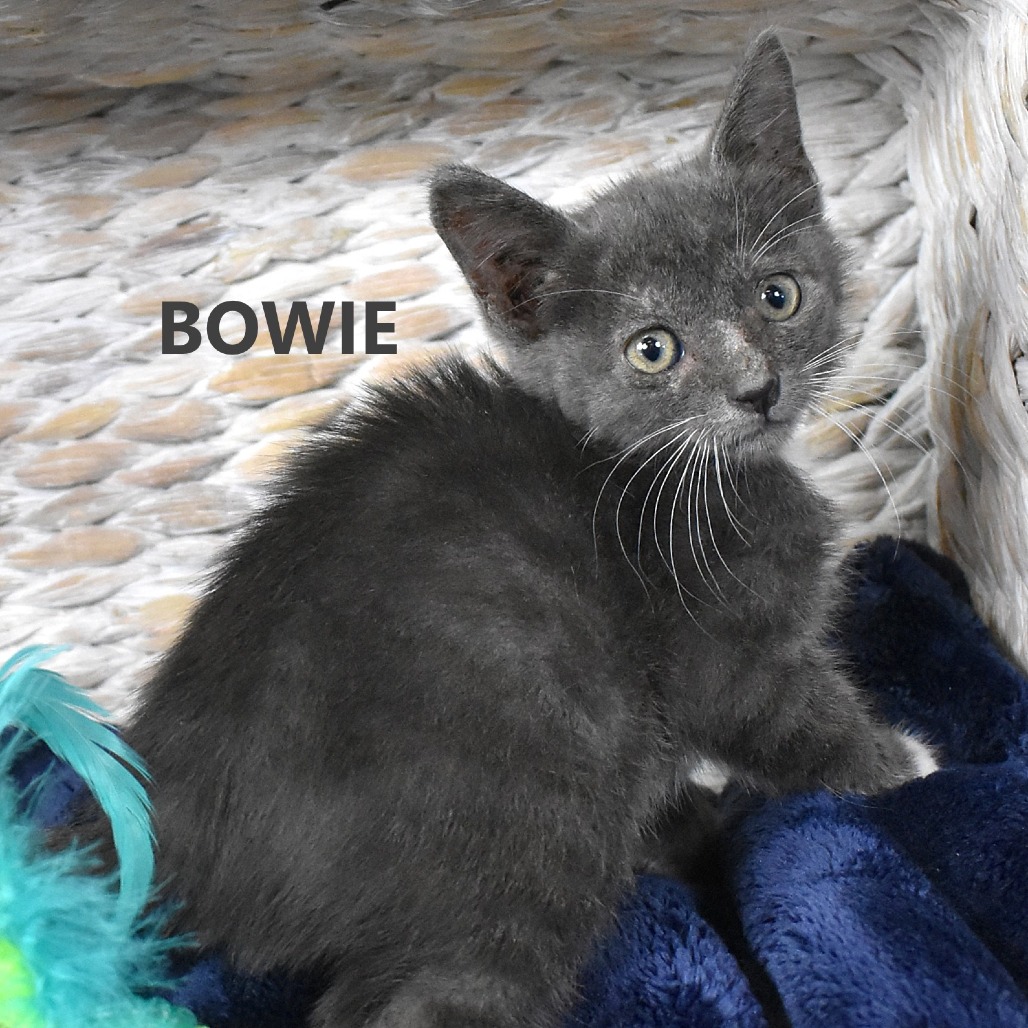 Bowie 