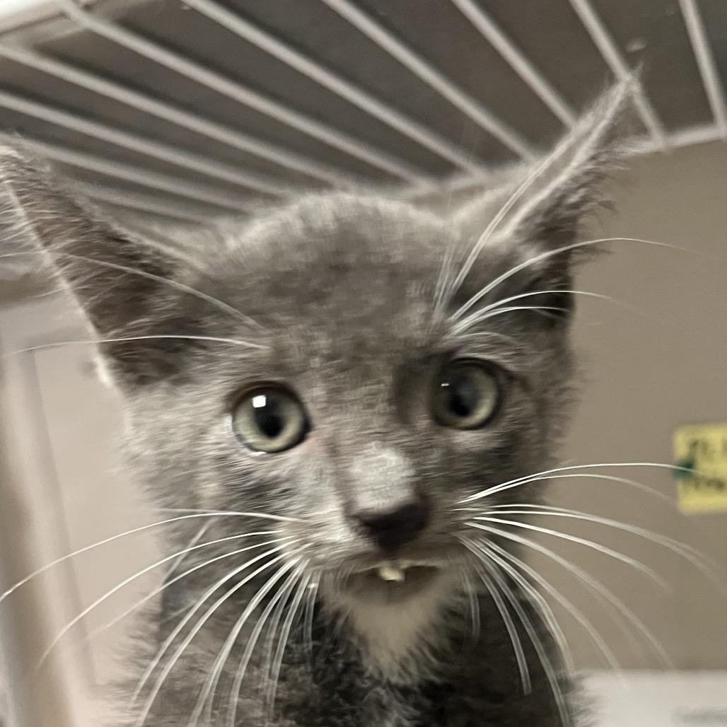 Bowie 