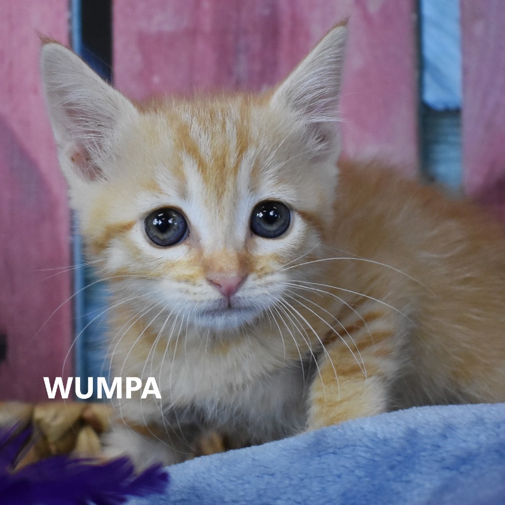Wumpa 