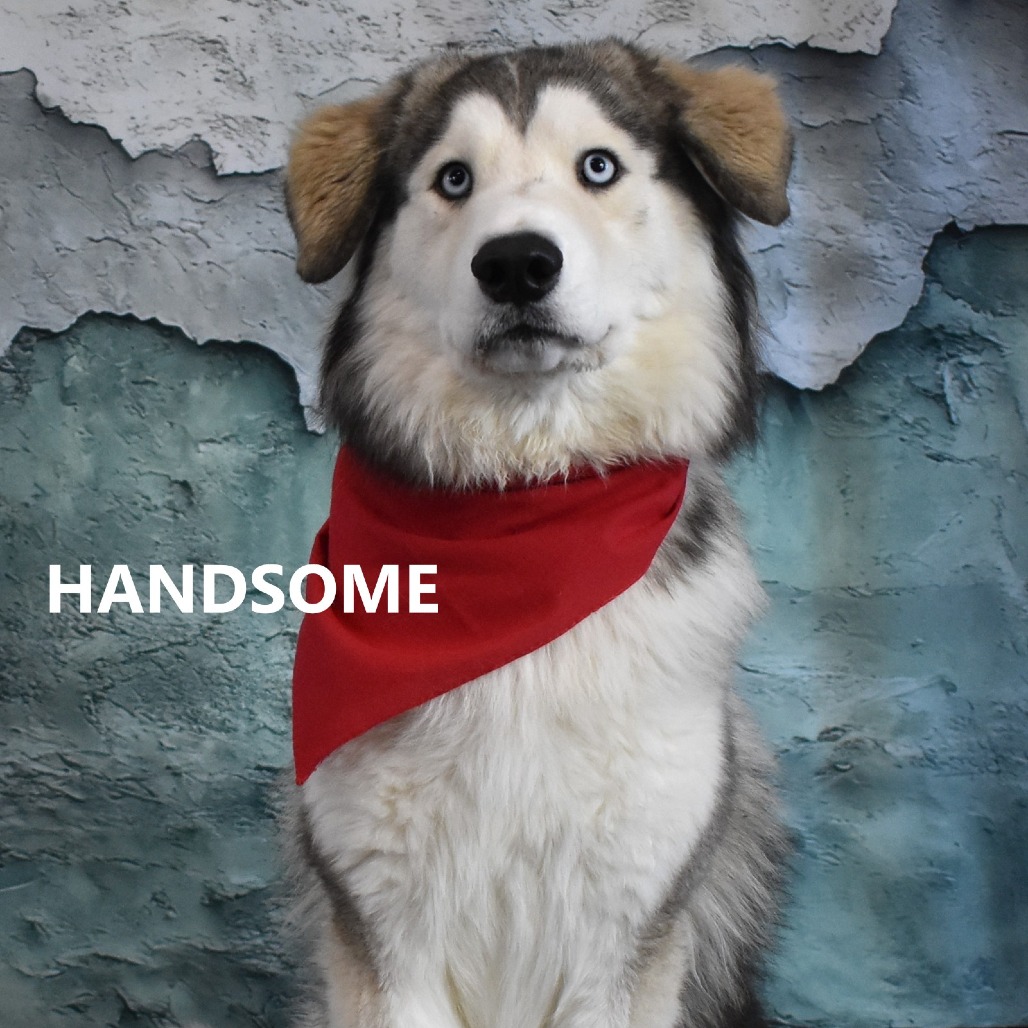 Handsome