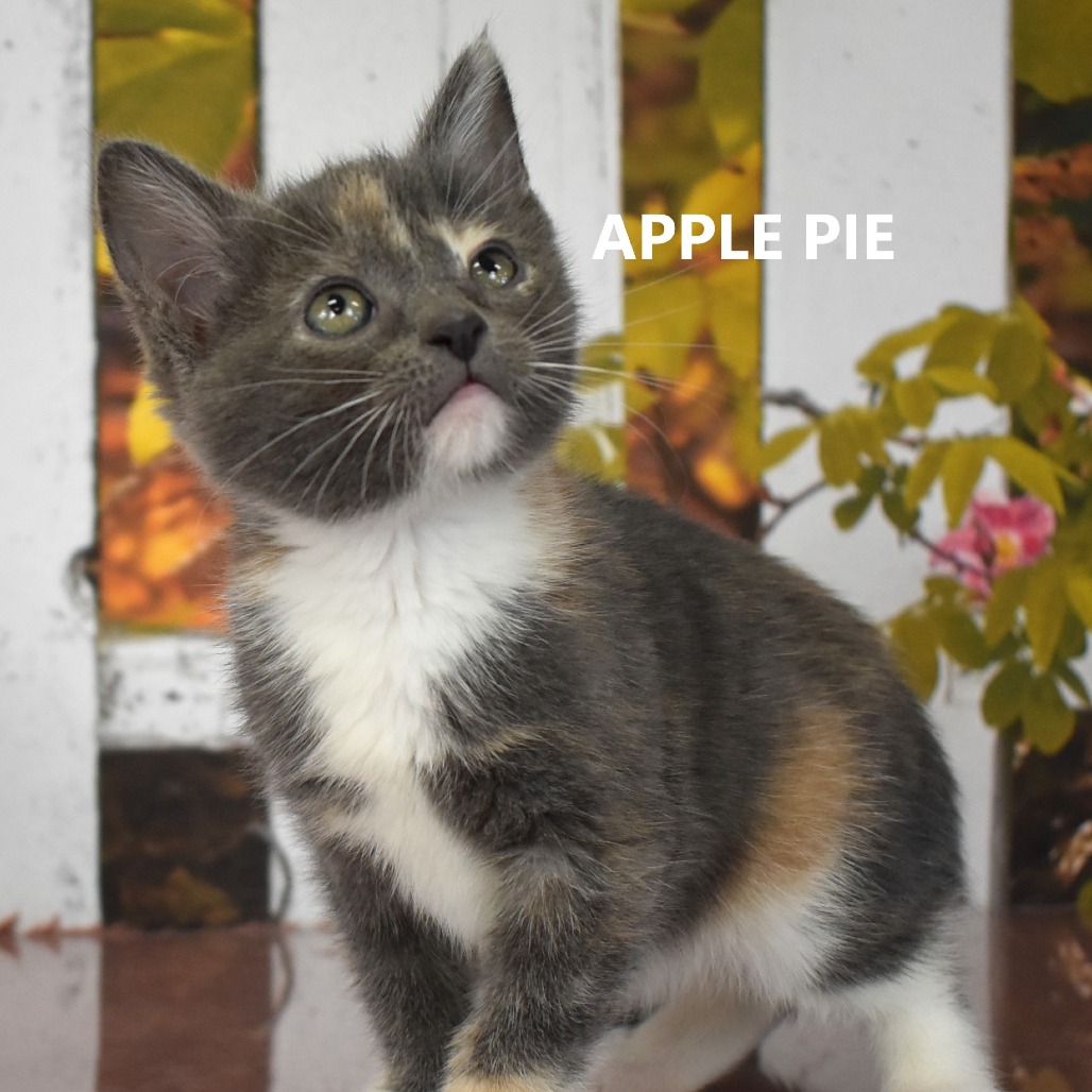 Apple Pie