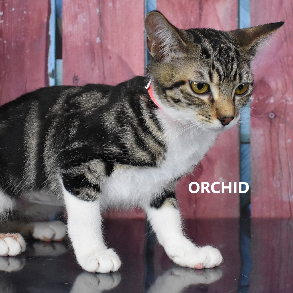 Orchid