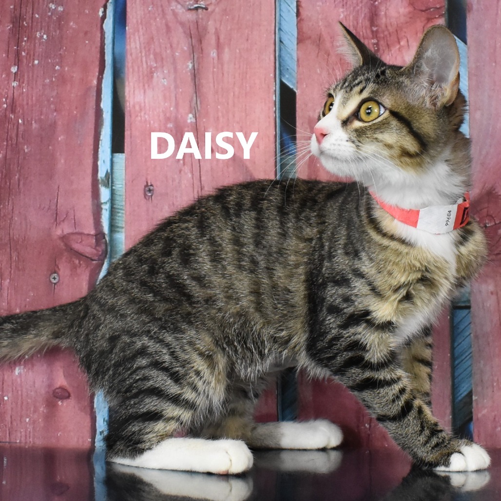 Daisy
