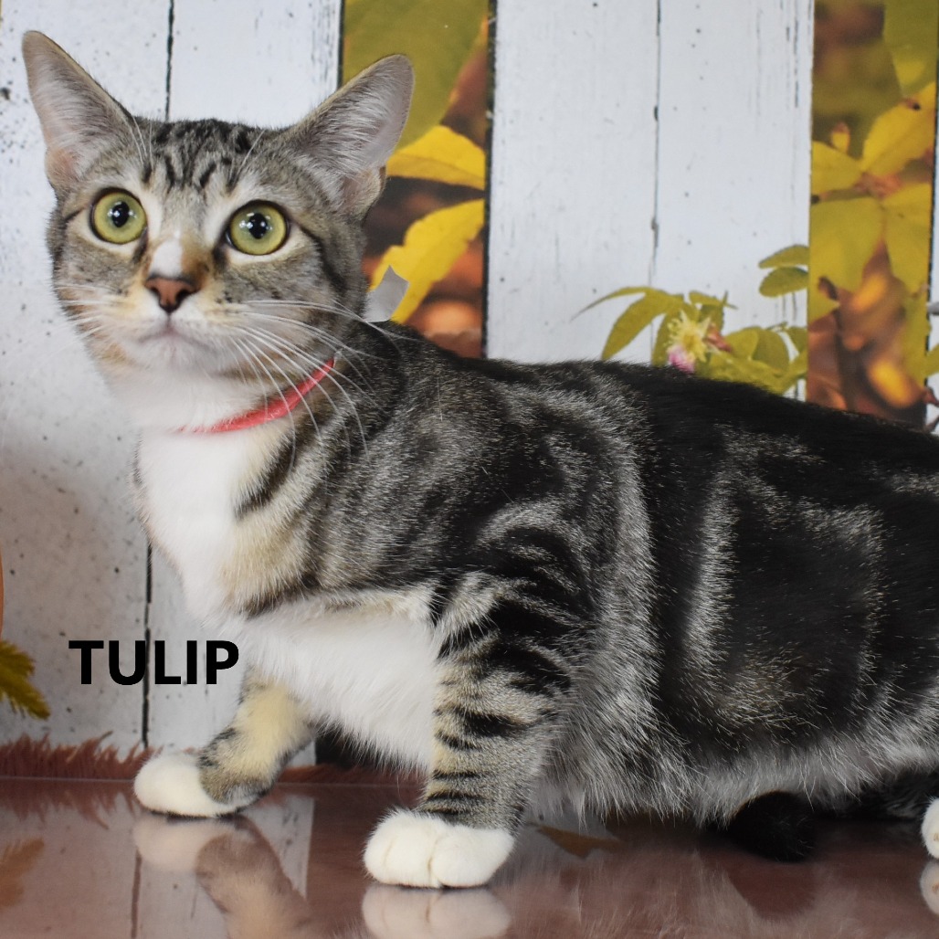 Tulip 