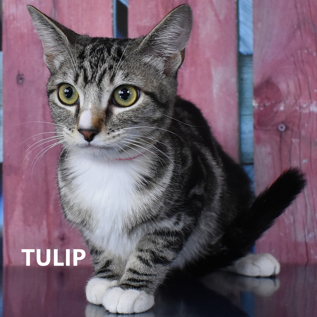 Tulip 