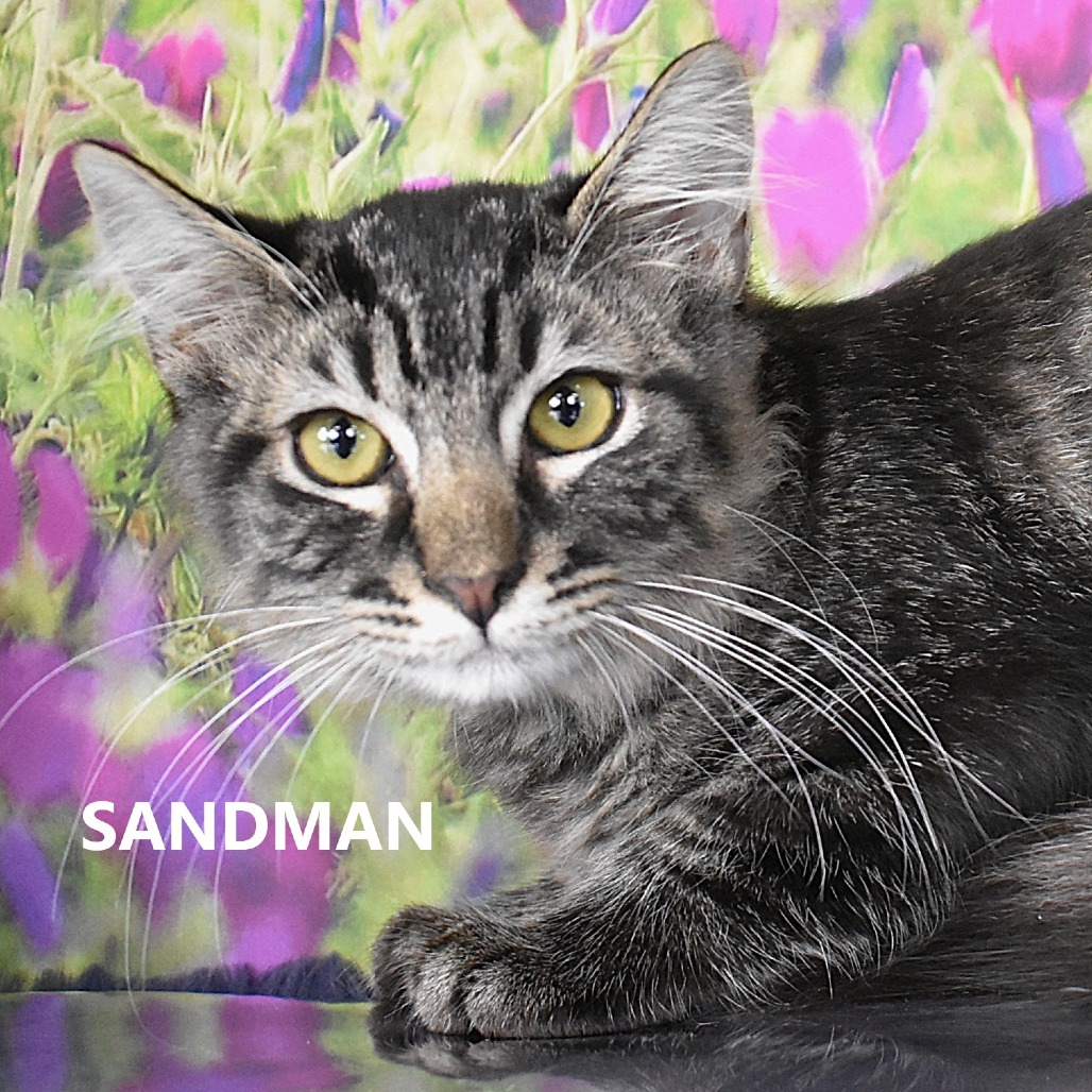 Sandman