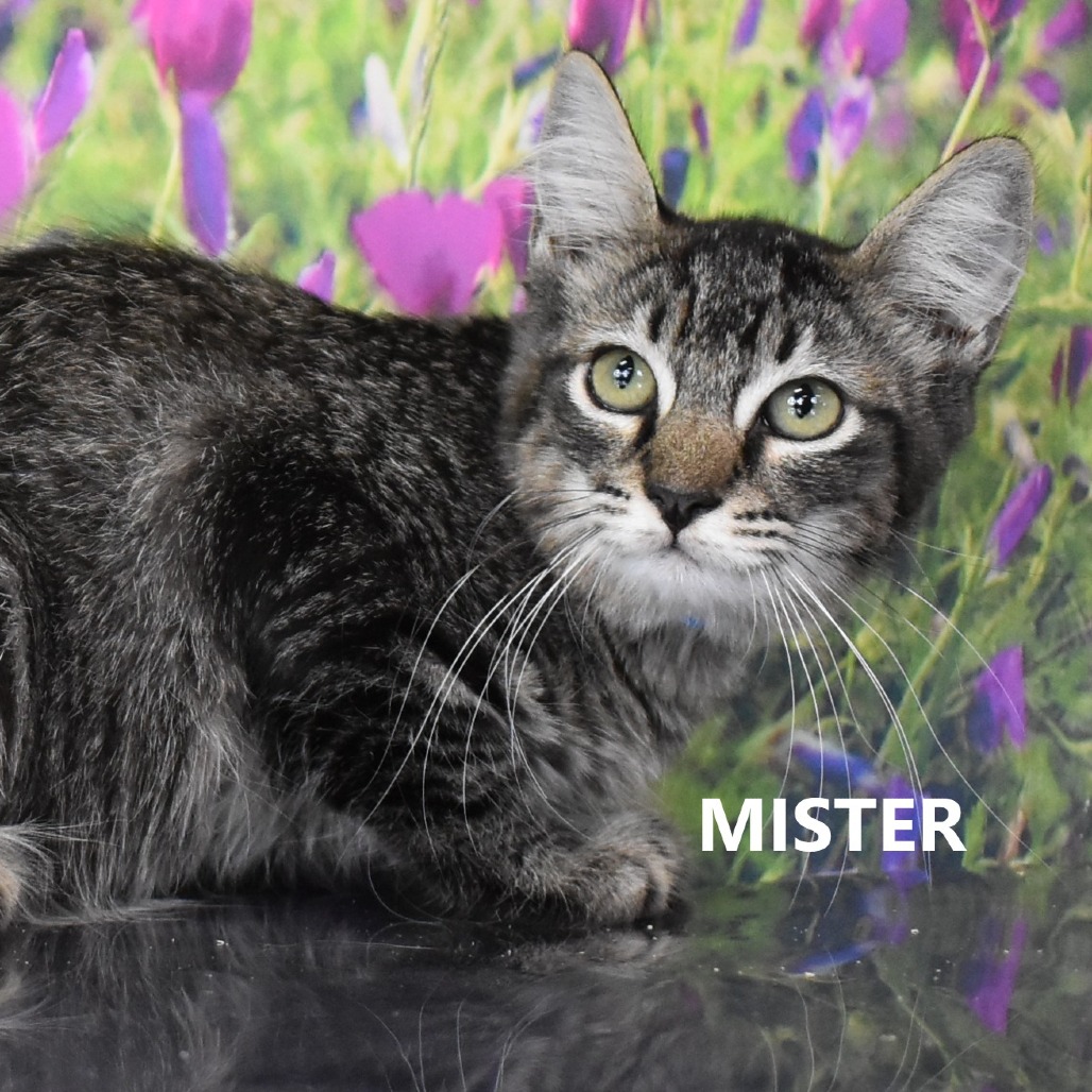 Mister