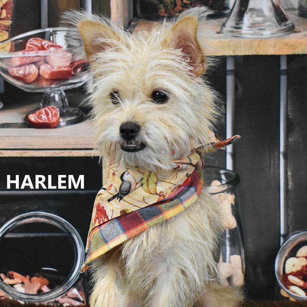 Harlem 
