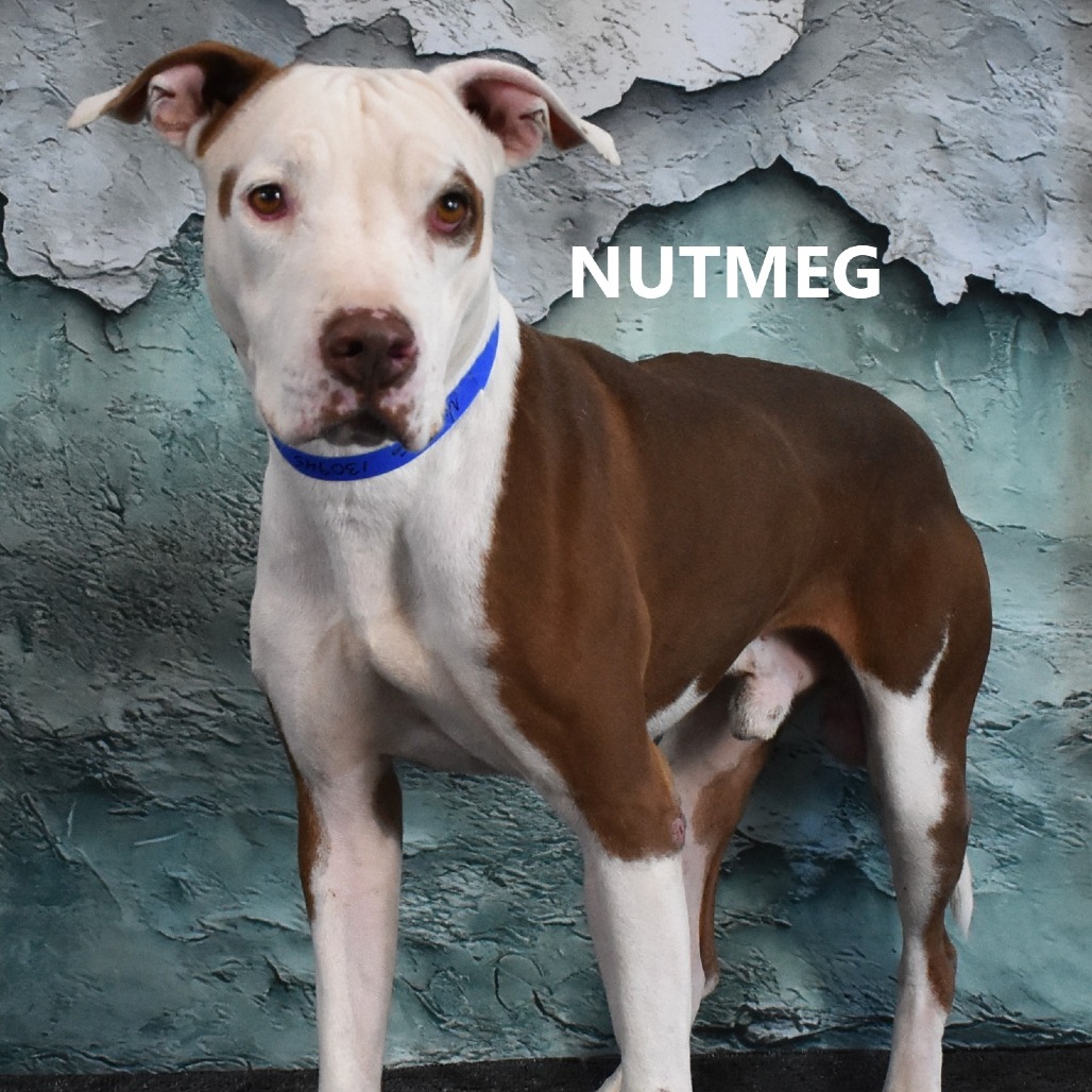 Nutmeg 