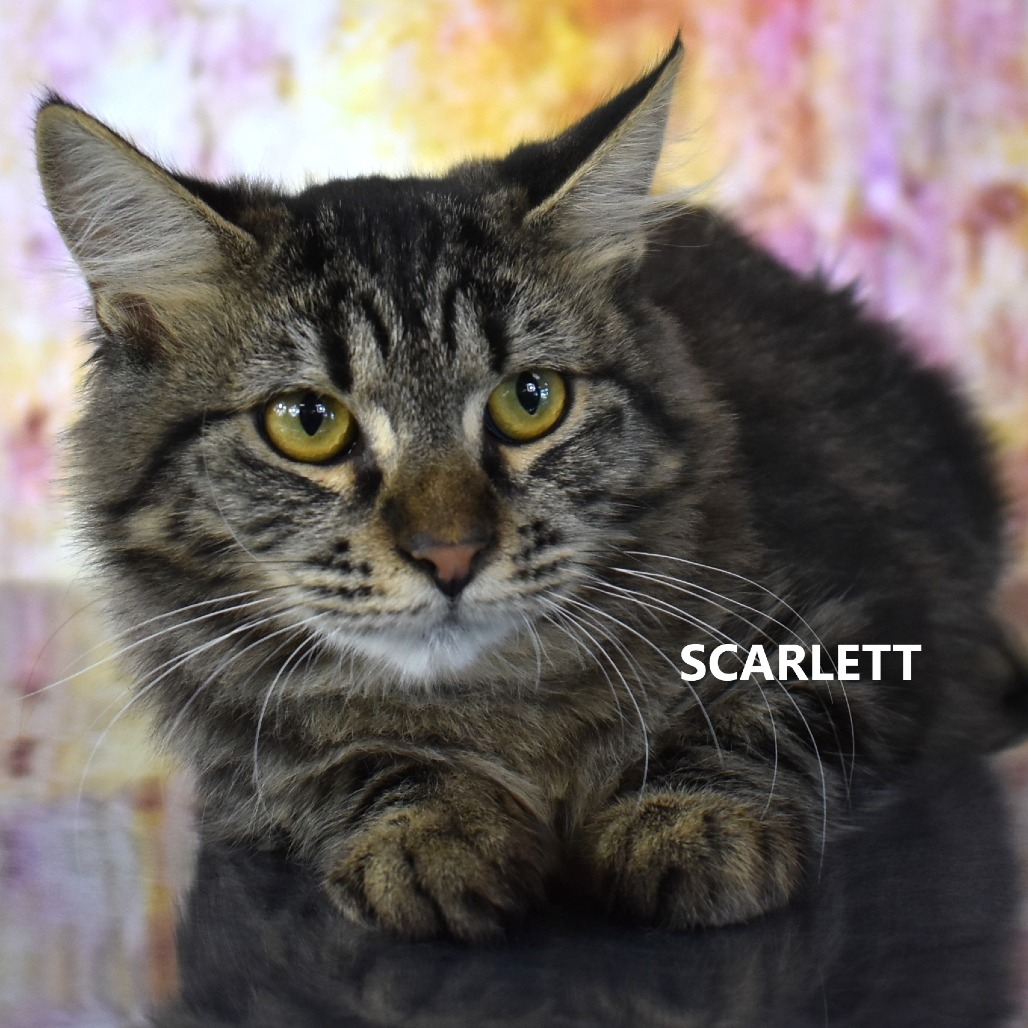 Scarlett