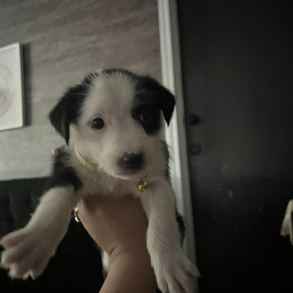 Oreo