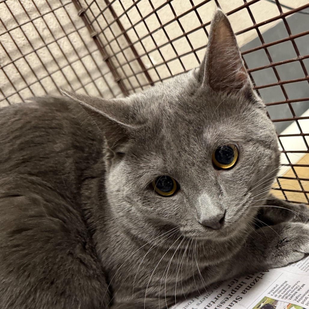 Merlin