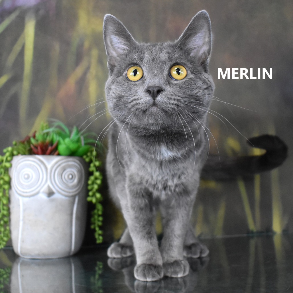 Merlin