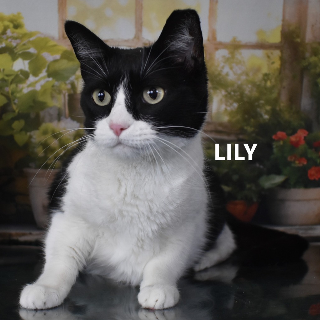 Lily
