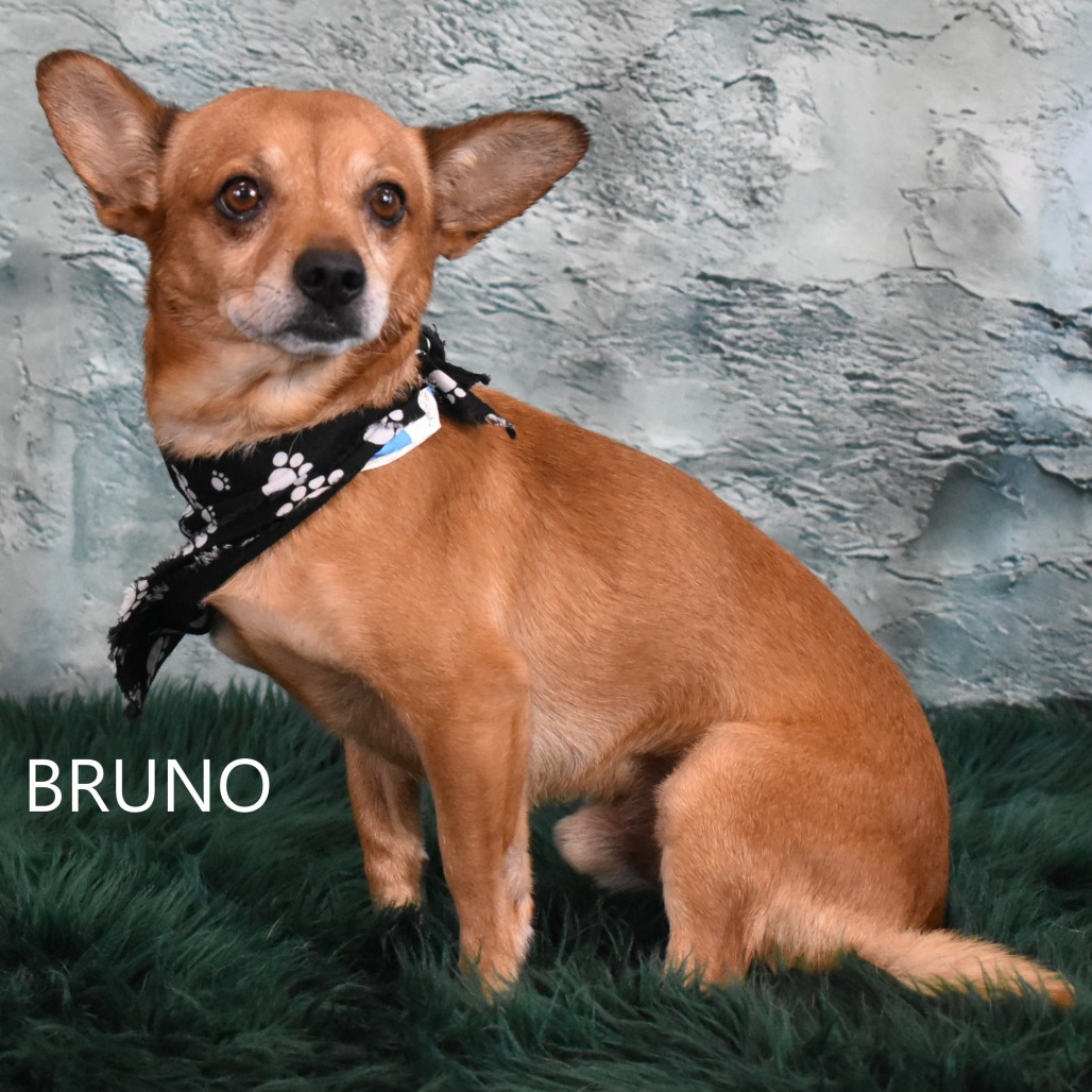 Bruno