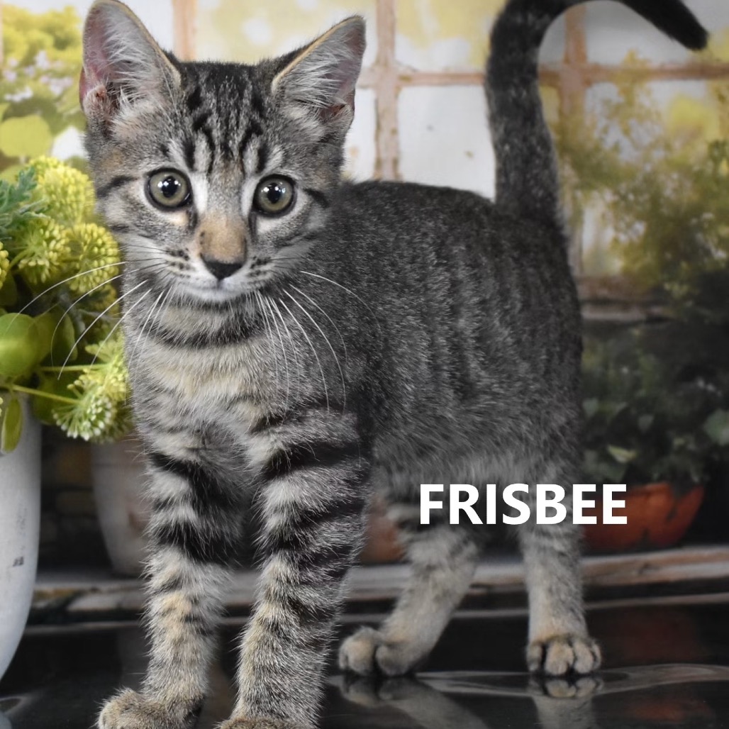 Frisbee