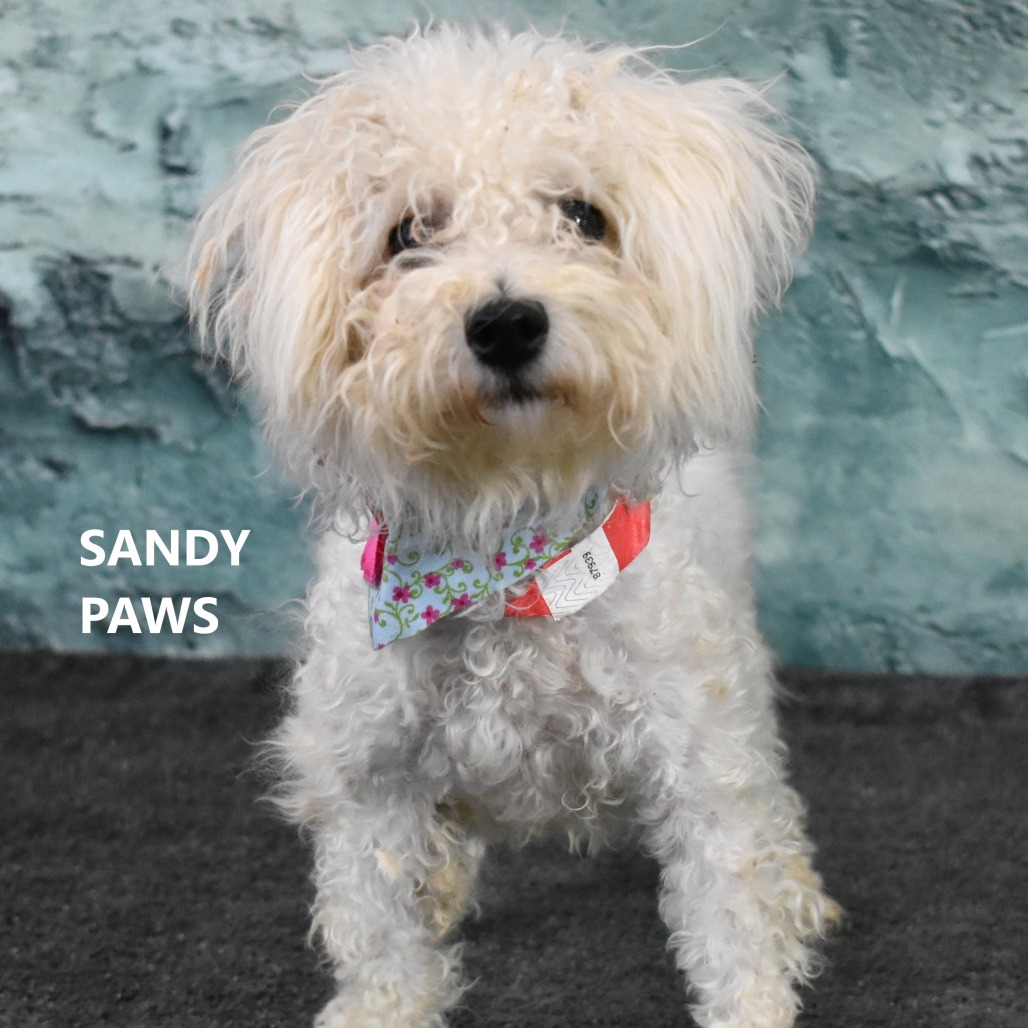 Sandy Paws