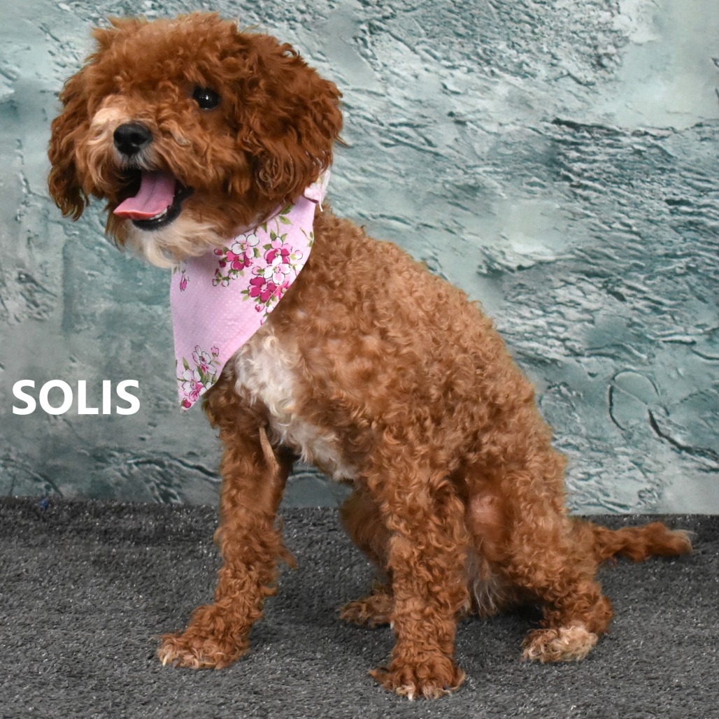 Solis