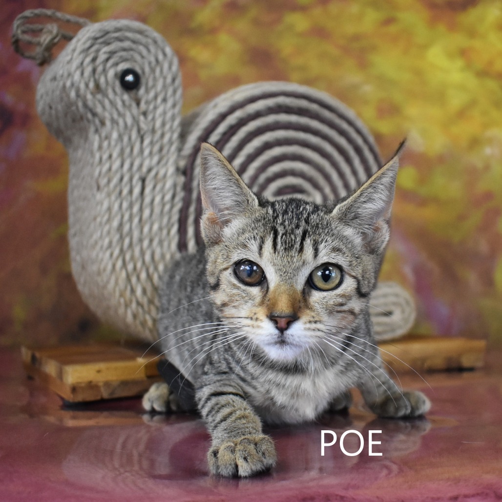 Poe