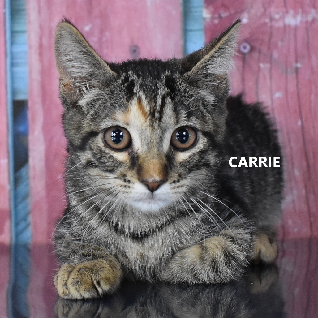 Carrie