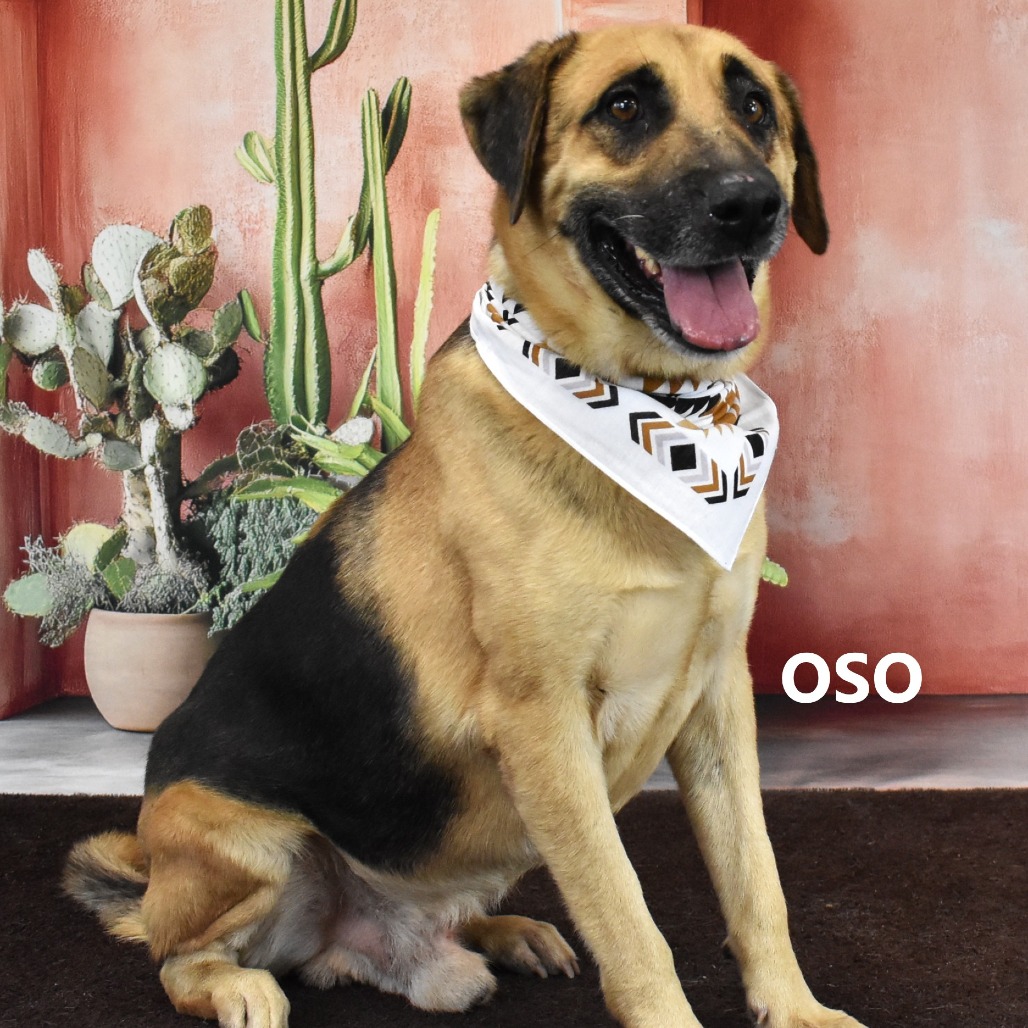 Oso