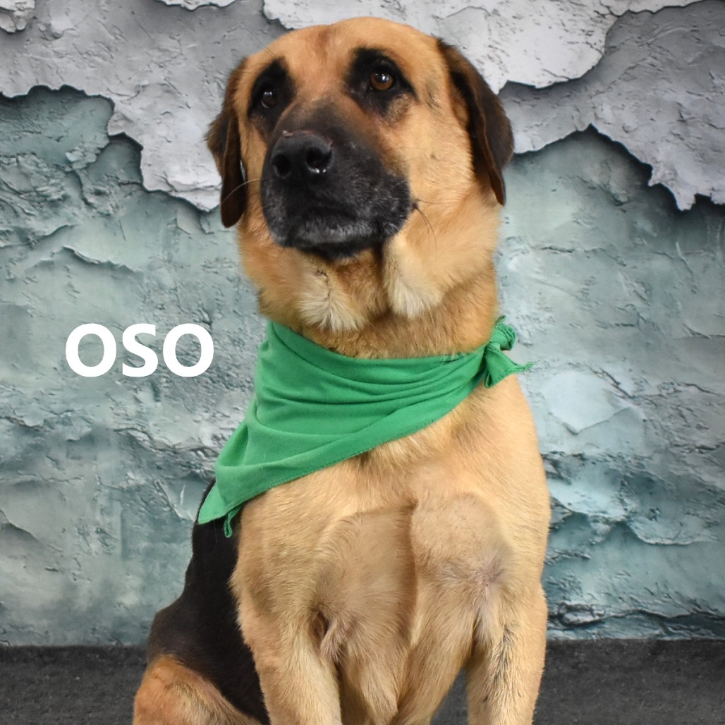 Oso