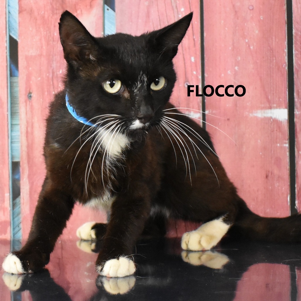 Flocco
