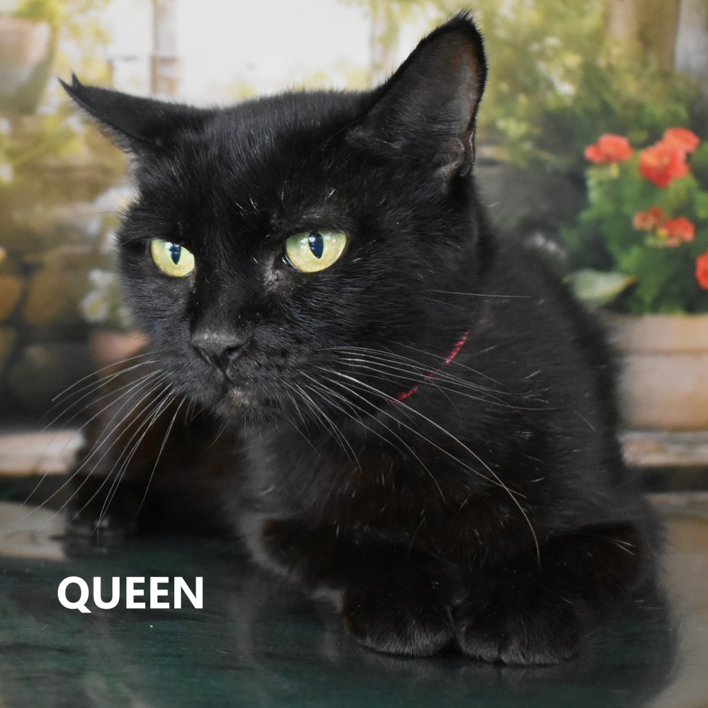 Queen
