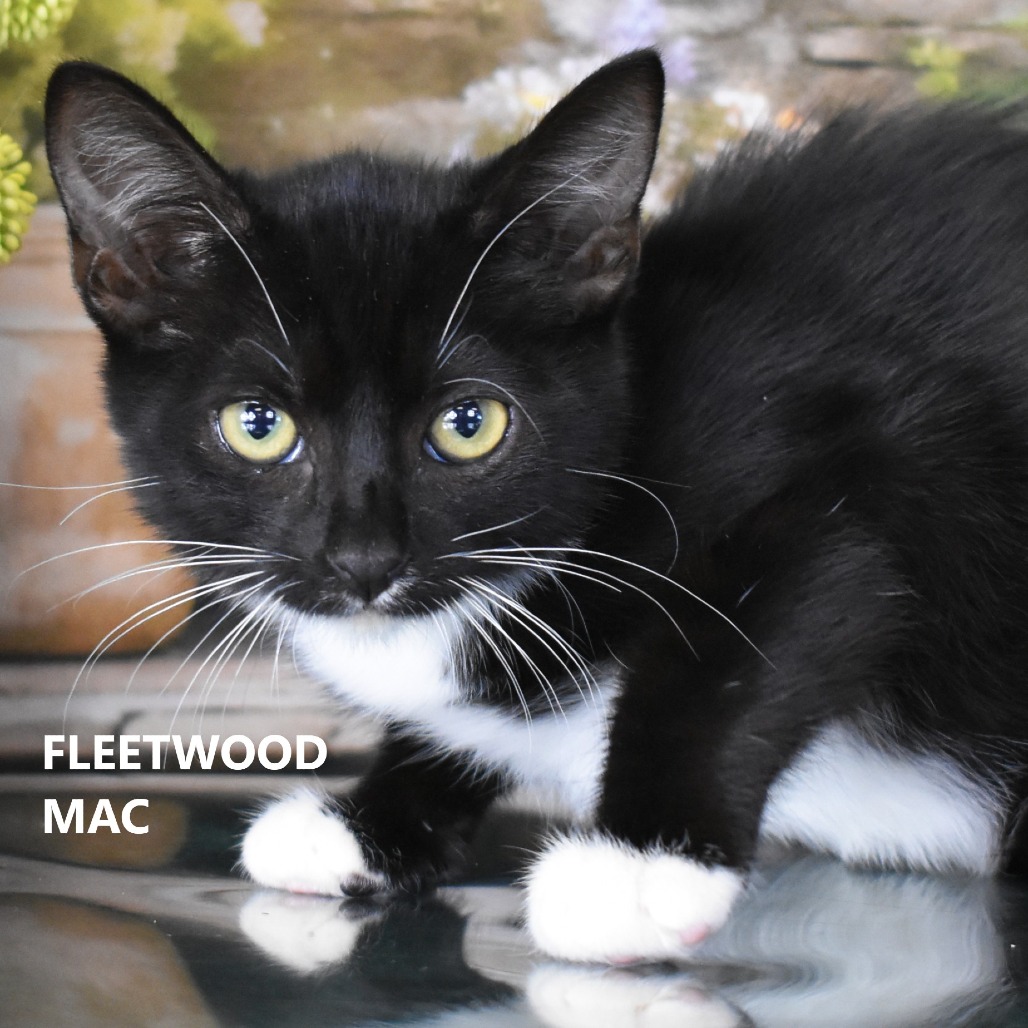 Fleetwood Mac